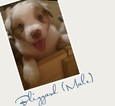 Small Photo #1 Australian Shepherd Puppy For Sale in STRAFFORD, MO, USA