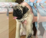 Small Photo #1 Pug Puppy For Sale in SHERMAN OAKS, CA, USA