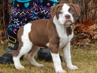 Alapaha Blue Blood Bulldog Litter for sale in WELLINGTON, OH, USA
