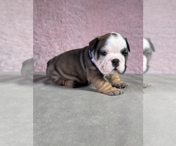 Medium Photo #1 English Bulldog Puppy For Sale in BROADWAY, NC, USA