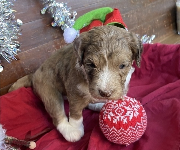 Medium Photo #1 F2 Aussiedoodle Puppy For Sale in CHAPEL HILL, NC, USA