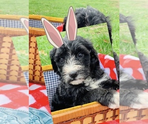 Sheepadoodle Litter for sale in SPRINGBORO, OH, USA
