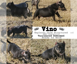 American Bully Litter for sale in SPRINGFIELD, IL, USA