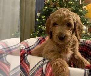 Irish Doodle-Poodle (Standard) Mix Litter for sale in ACTON, IN, USA