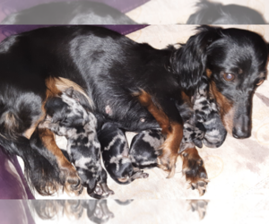 Dachshund Litter for sale in ADEL, IA, USA