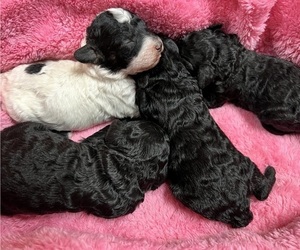 Poodle (Miniature) Litter for sale in PASO ROBLES, CA, USA