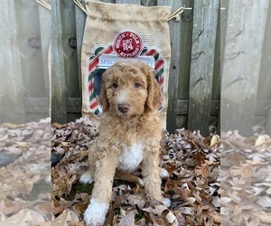 Medium F2 Aussiedoodle