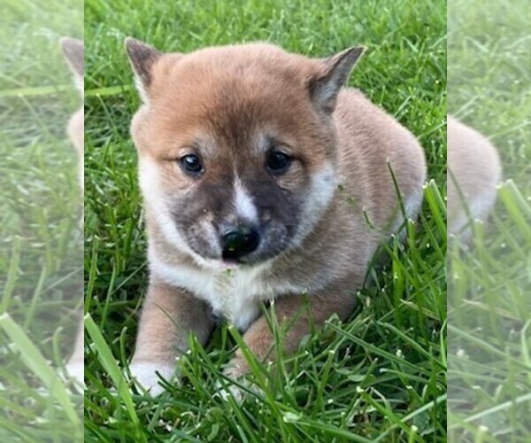 Medium Photo #1 Shiba Inu Puppy For Sale in BONDUEL, WI, USA