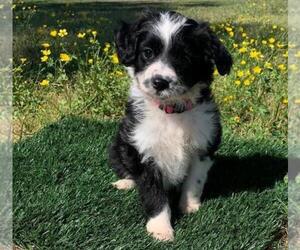 Aussiedoodle Miniature  Litter for sale in EL CAMPO, TX, USA