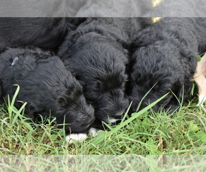 Goldendoodle Litter for sale in LAVONIA, GA, USA
