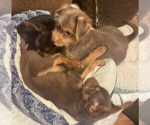 Manchester Terrier (Standard)-Yorkshire Terrier Mix Litter for sale in CLINTON, IA, USA