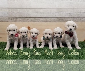 Goldendoodle Litter for sale in GOLDEN CITY, MO, USA