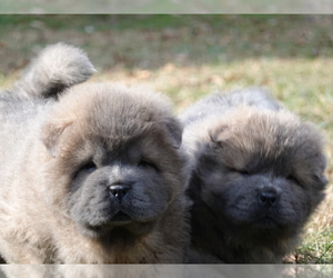 Chow Chow Litter for sale in HONEY BROOK, PA, USA