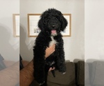 Small Sheepadoodle