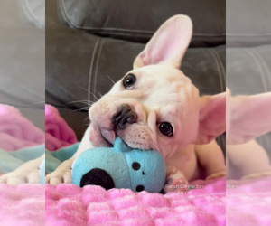 French Bulldog Litter for sale in VICTORVILLE, CA, USA