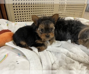 Yorkshire Terrier Litter for sale in VALRICO, FL, USA