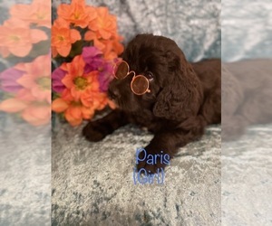 Goldendoodle Litter for sale in SAINT CLOUD, MN, USA