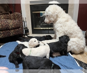 Goldendoodle-Poodle (Standard) Mix Litter for sale in LAFAYETTE, IN, USA