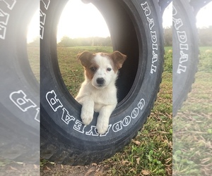 Border Collie-Red Heeler Mix Litter for sale in HILLSBORO, WI, USA