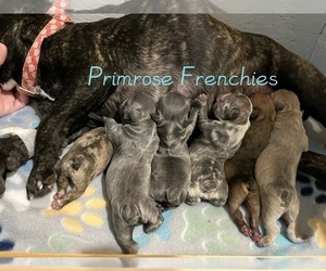 French Bulldog Litter for sale in OSHKOSH, WI, USA