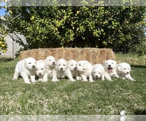 Great Pyrenees Litter for sale in WADDELL, AZ, USA
