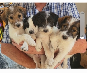 Parson Russell Terrier-Wire-Poo Mix Litter for sale in CHILLICOTHE, OH, USA