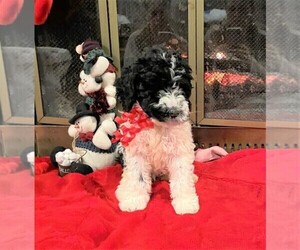 Poodle (Standard) Litter for sale in MIDDLETOWN, OH, USA