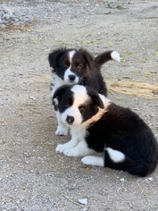 Border Collie Litter for sale in PASO ROBLES, CA, USA