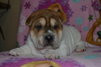 Small Photo #1 Chinese Shar-Pei Puppy For Sale in MASON, WI, USA