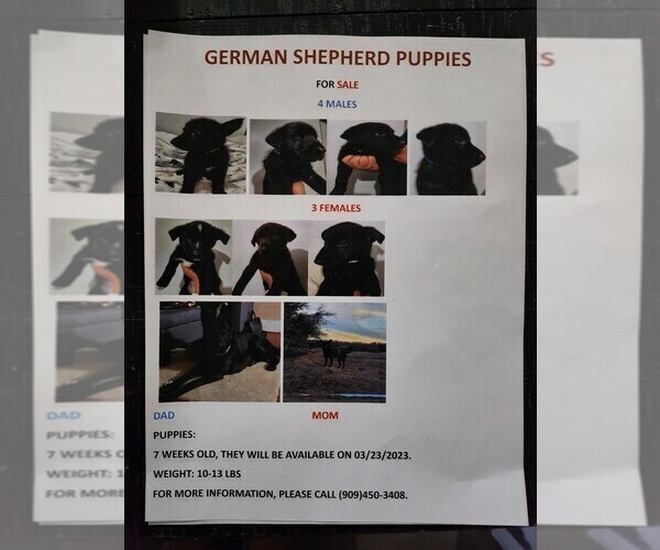 Medium Photo #1 German Shepherd Dog Puppy For Sale in OAK HILLS, CA, USA