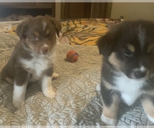 Miniature Australian Shepherd Litter for sale in MENIFEE, CA, USA