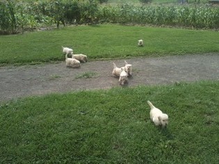 Golden Retriever Litter for sale in MOUNT PLEASANT MILLS, PA, USA