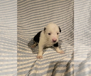 Border Collie Litter for sale in AIKEN, SC, USA