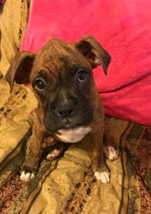 Boxer Litter for sale in HUBBARDSTON, MA, USA