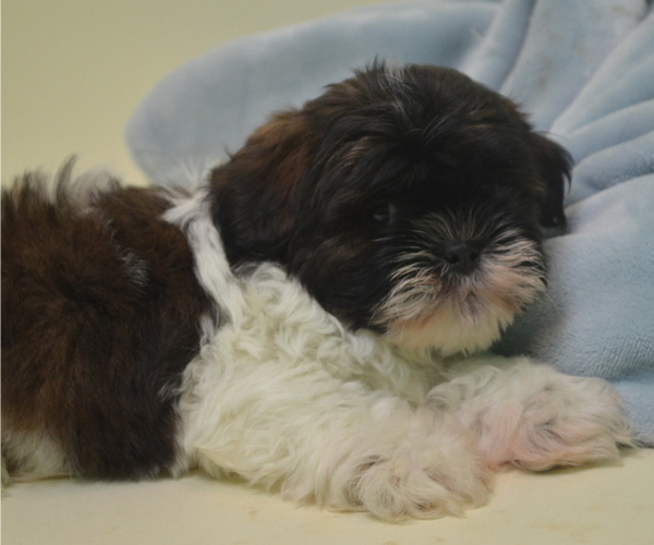 Medium Photo #1 Shih Tzu Puppy For Sale in PATERSON, NJ, USA