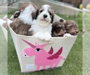 Aussiedoodle Litter for sale in BOYDS, MD, USA