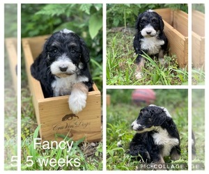 Sheepadoodle Litter for sale in WAVERLY, IA, USA