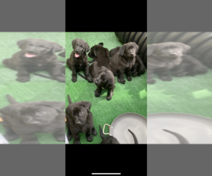 German Shepherd Dog-Labradoodle Mix Litter for sale in FORT LAUDERDALE, FL, USA