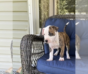 American Pit Bull Terrier Litter for sale in STRASBURG, VA, USA