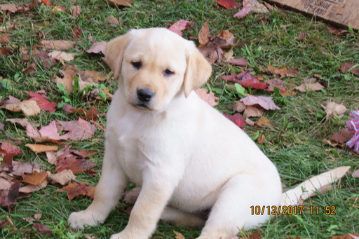 Medium Photo #1 Labrador Retriever Puppy For Sale in TUSTIN, MI, USA