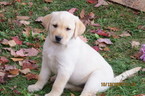 Small Photo #1 Labrador Retriever Puppy For Sale in TUSTIN, MI, USA