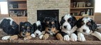 Small Photo #1 Bernese Mountain Dog-Miniature Bernedoodle Mix Puppy For Sale in LOVELAND, CO, USA