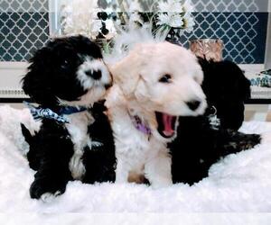 Sheepadoodle Litter for sale in RIALTO, CA, USA