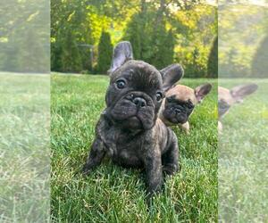 French Bulldog Litter for sale in BLOOMINGDALE, IL, USA