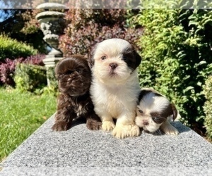 Shih Tzu Litter for sale in HAYWARD, CA, USA