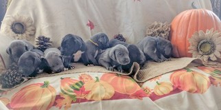 Great Dane Litter for sale in AMMON, ID, USA