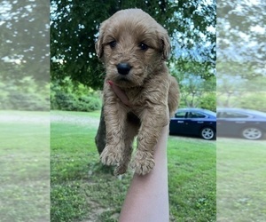 Goldendoodle Litter for sale in BETHPAGE, TN, USA