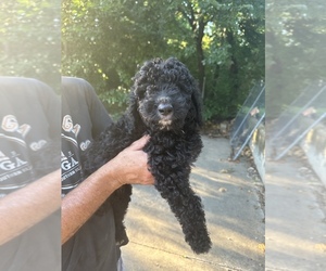 Pyredoodle Litter for sale in BRKN ARW, OK, USA