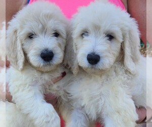 Goldendoodle Litter for sale in ATHENS, TN, USA