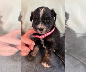 Aussiedoodle Miniature  Litter for sale in ALBION, NJ, USA